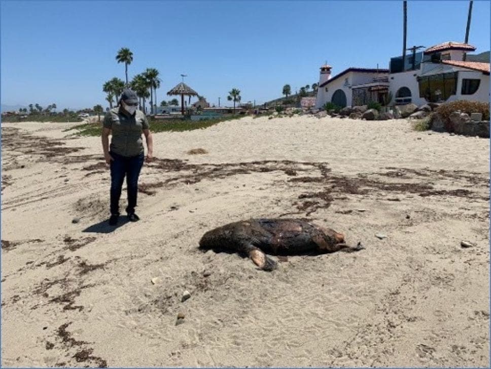 Hallan muerta a una ballena gris y a cinco lobos marinos en playas de Ensenada