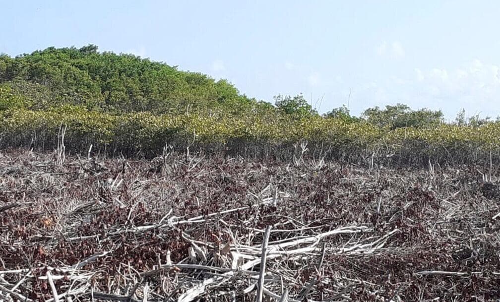 Aprovechan COVID-19 para talar mangle en Mahahual