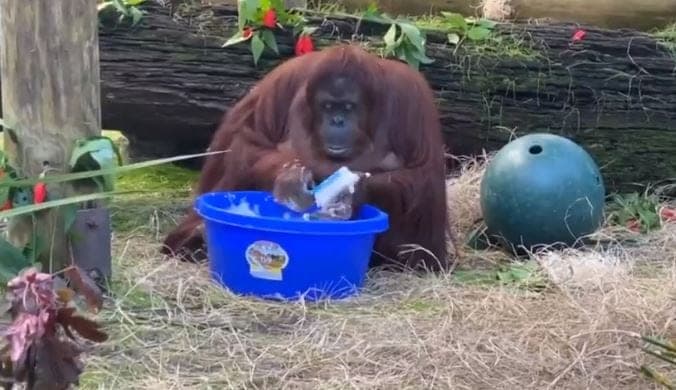 Video: Orangután se lava las manos con agua y con jabón e imita a sus cuidadores