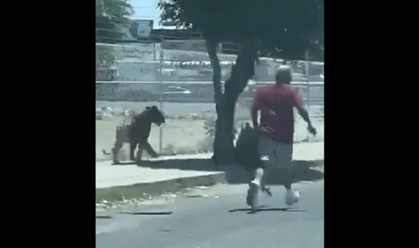 Video: Tigre se escapa y es capturado como en "el viejo oeste"