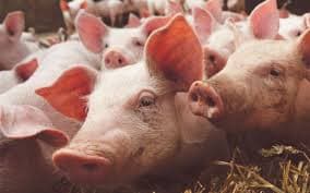 Advierte Greenpeace contaminación de cenotes por granjas porcícolas