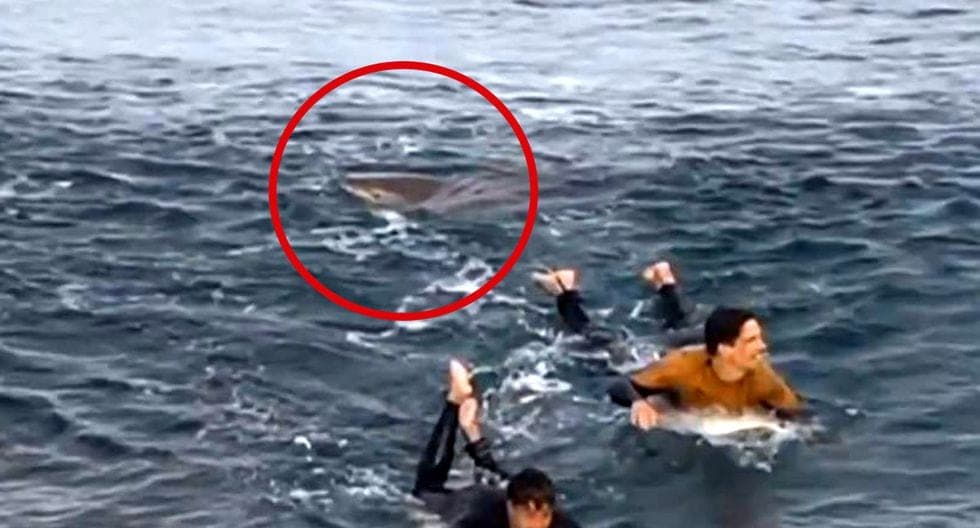 VIDEO: Surfista se enfrenta a golpes con un tiburón para salvar su vida