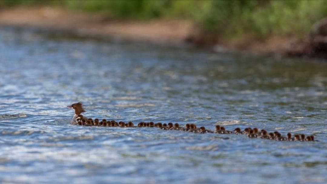 Foto de más de 70 patitos siguiendo a su mamá enternece a las redes sociales