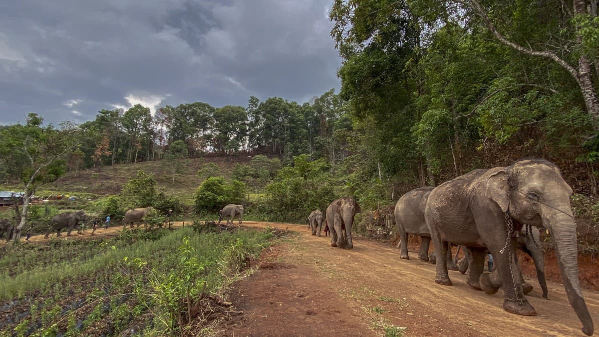 Dos mil elefantes quedan 'desempleados' por crisis de Covid-19 en Tailandia