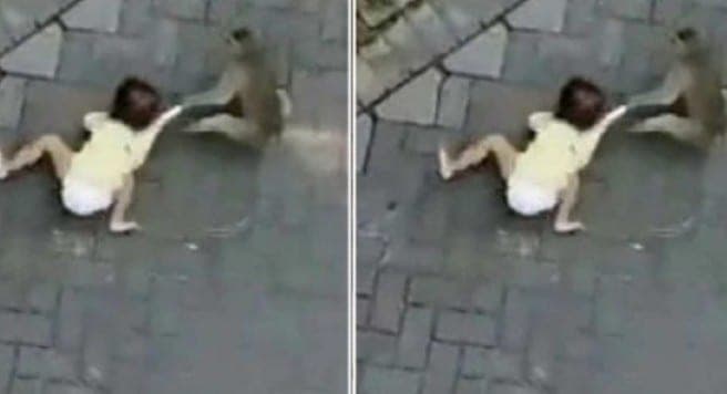 Video: Mono en moto “secuestra” y arrastra por las calles a una niña y se vuelve viral