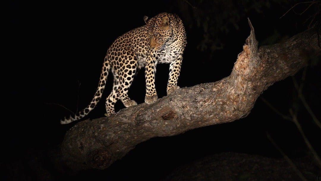 Video: Leopardo se roba la comida del cocodrilo mientras dormía