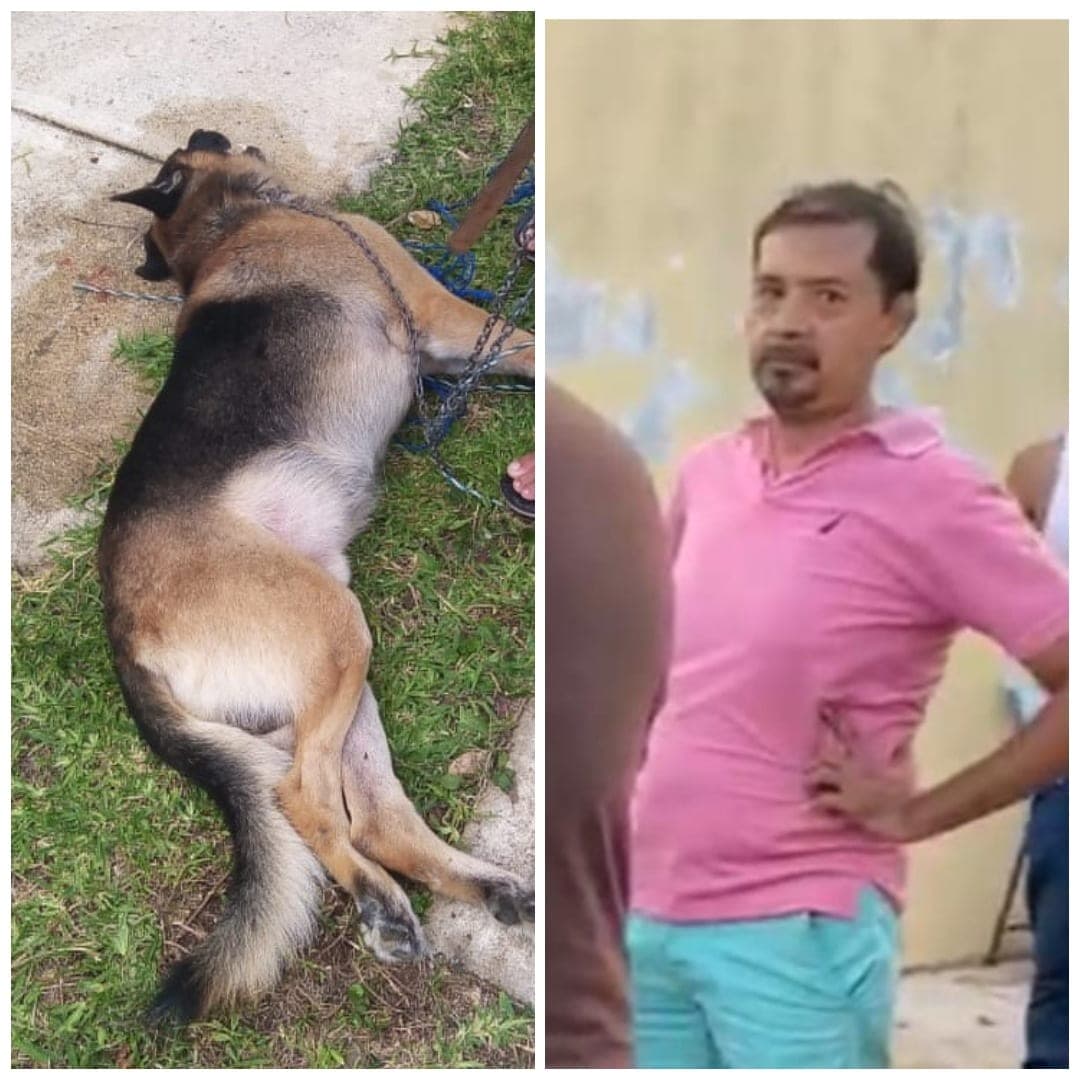 Multa y servicio comunitario a quien mató perro sin piedad en Playa del Carmen