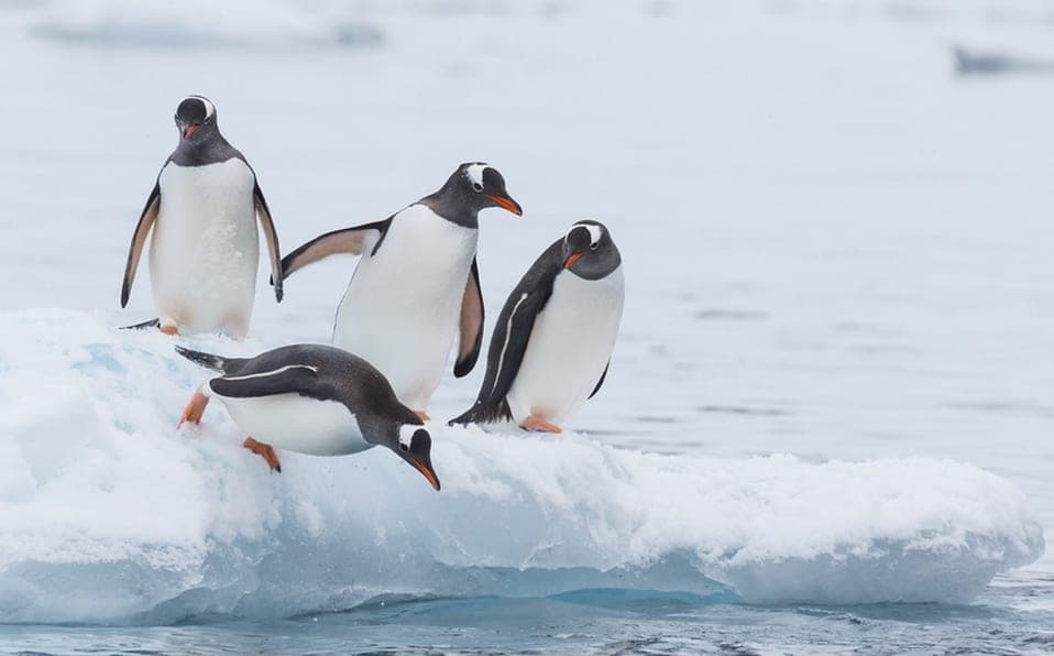 Plástico llega a la Antártida y los animales ya lo están consumiendo