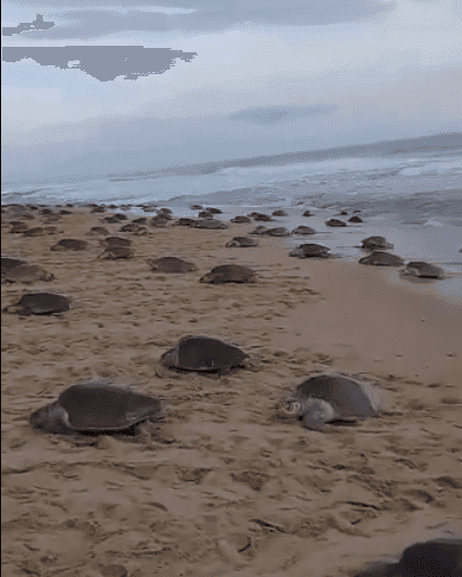 VIDEO: Miles de tortugas golfinas llegan a desovar a costas de Oaxaca