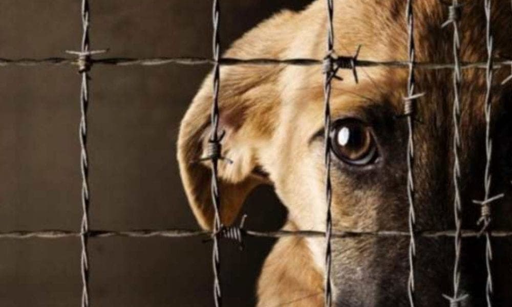 ¿Es delito maltratar o matar a un animal en Quintana Roo?