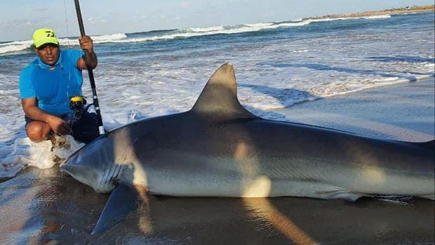 Video: Usa como cebo una sardina y captura tiburón gris de casi 300 kilos