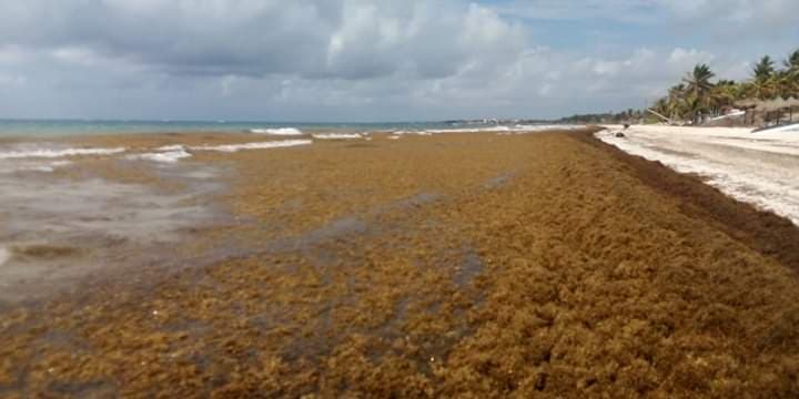 Sargazo sepulta las playas de Tulum