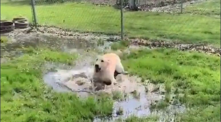 VIDEO: Perrita ciega descubre un charco y explota su felicidad saltando en él; las redes enloquecen