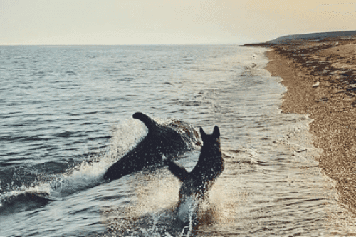 Un perrito y un delfín juegan juntos en la playa y su amistad se viraliza