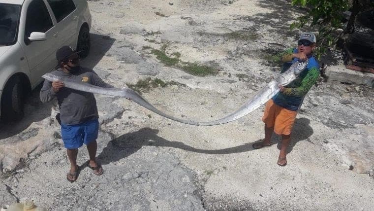 Aparece mítico pez vela en Cozumel y causa revuelo en redes sociales por lo que simboliza