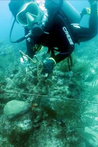 Restauran Corales del CEA tras tormenta tropical “Cristóbal” en la Riviera Maya