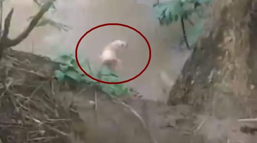 Jóvenes alimentan un cocodrilo con una perrita; video genera gran indignación