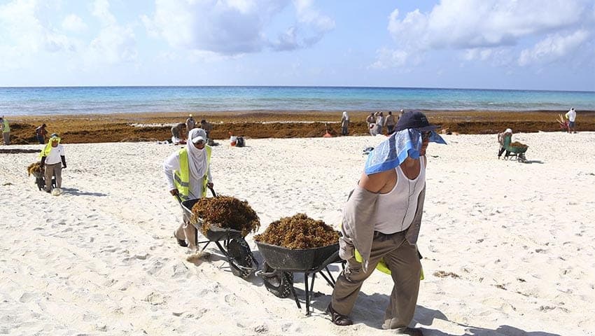Traspasa Q. Roo millonaria inversión a Gobierno Federal para atender recale de sargazo