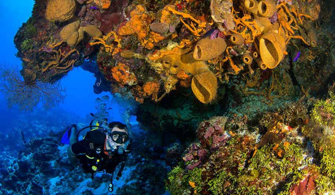 Científicos advierten de nueva amenaza para los corales de Cozumel