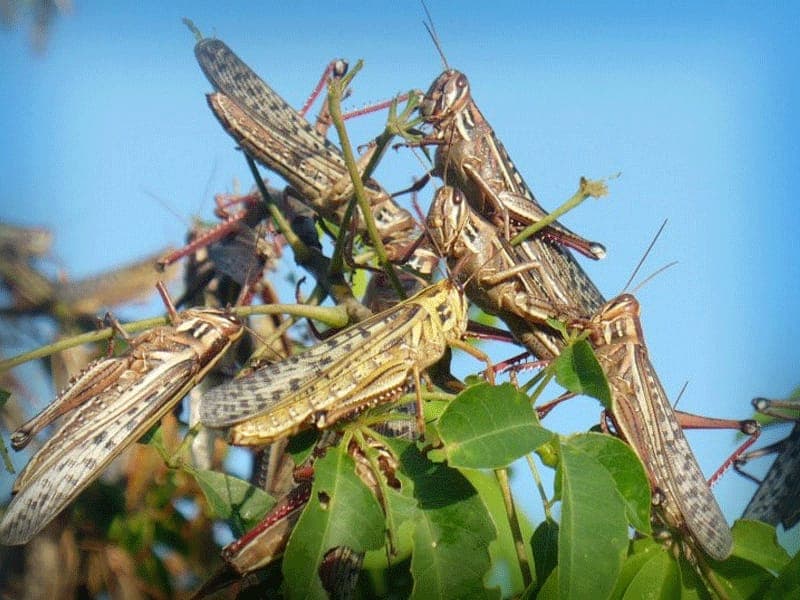 Se preparan para la llegada de la plaga de langostas en Kantunilkín