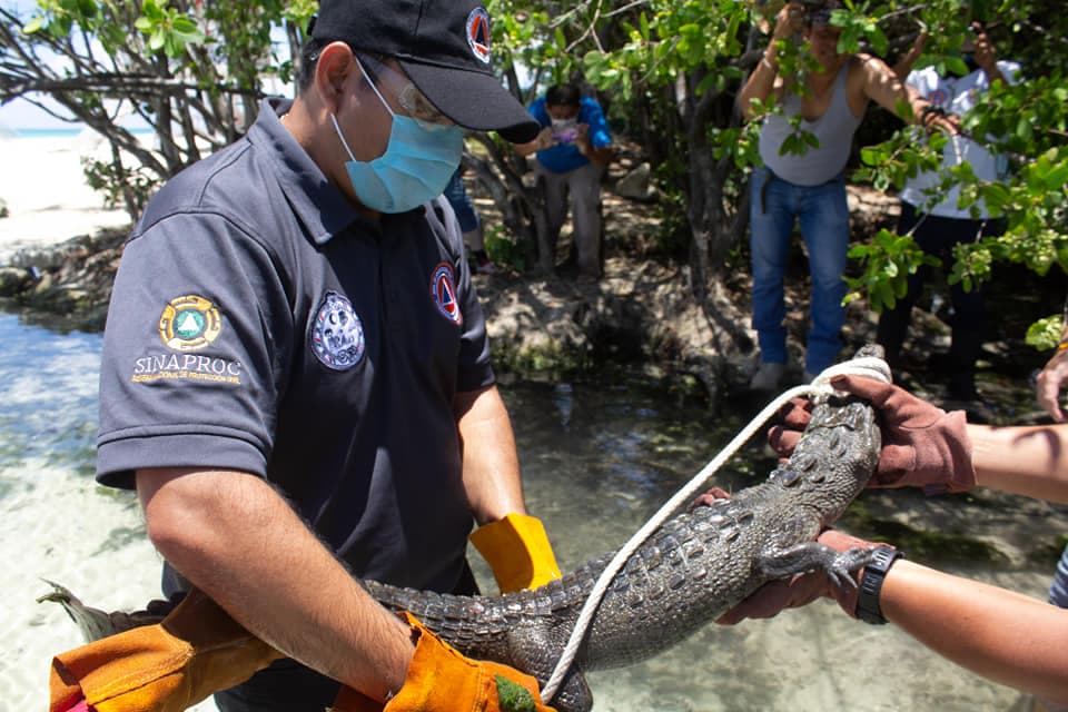 Video: ¡Rescatan a cocodrilo que nadaba en Punta Esmeralda!