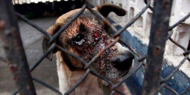 En el Día Internacional del Perro, el mejor amigo del hombre poco puede celebrar