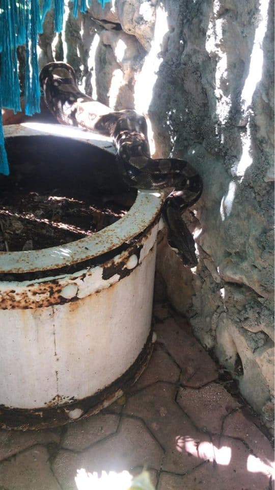 Boa gigante aparece en el patio de una chica en Playa del Carmen y causa revuelo en Soy Playense