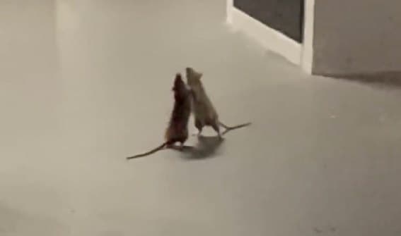 Video: ¡Como profesionales! Ratas se agarran a golpes y se hacen virales