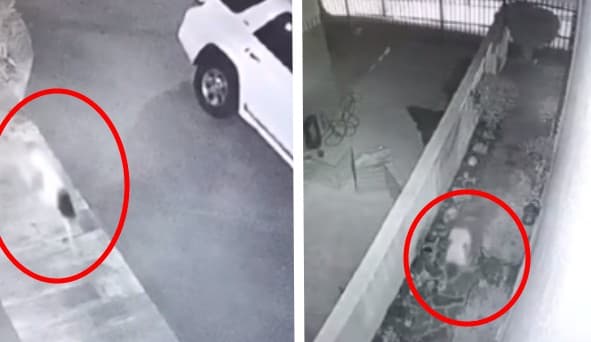 Captan a ‘niña perro’: reaparece en calles de Tamaulipas y se viraliza