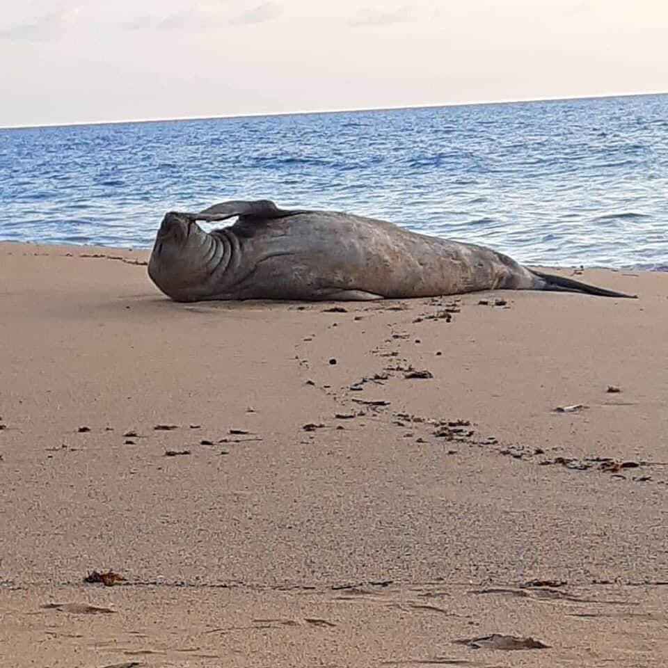 Reaparece 'Panchito', el elefante marino que llegó a playas de Nayarit