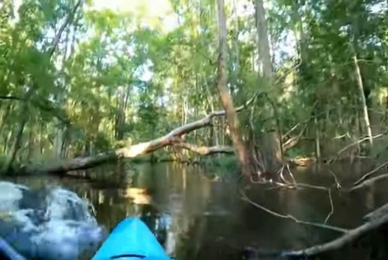 Video: Cocodrilo ataca a hombre que paseaba en kayak y se viraliza