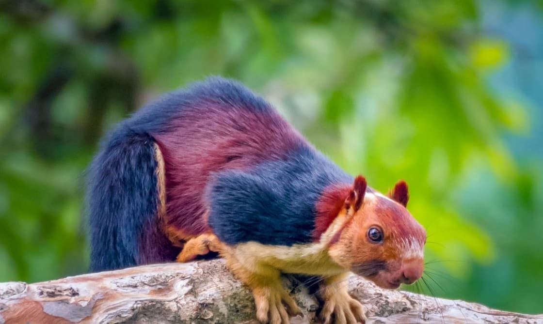 Ardilla dio positivo a peste bubónica en Estados Unidos