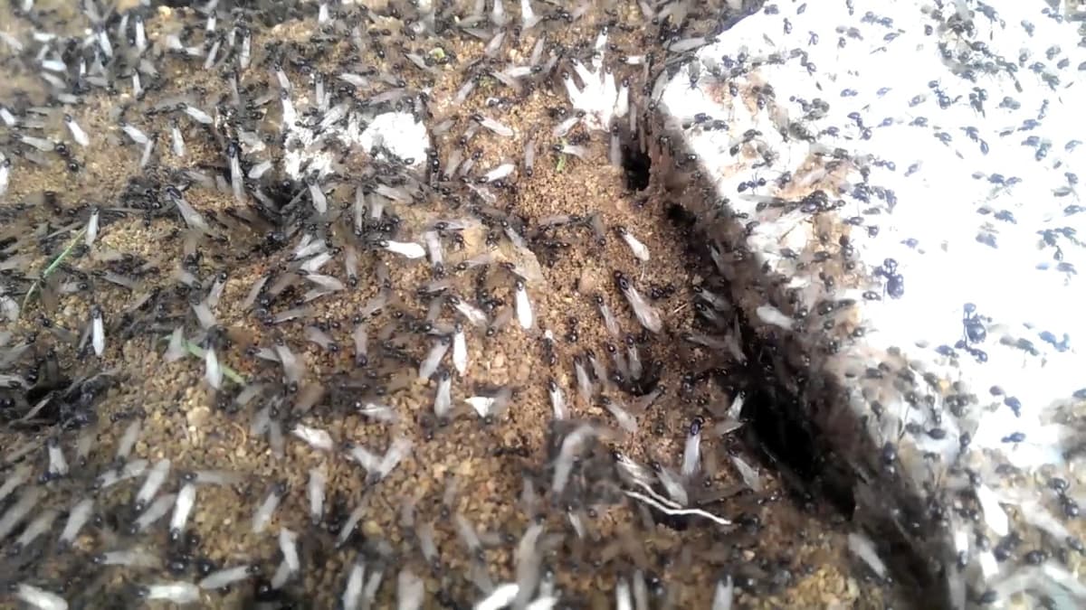 Video: Enjambre de hormigas voladoras 'invade' Reino Unido