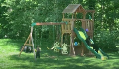 Captan familia de osos jugando en un parque infantil