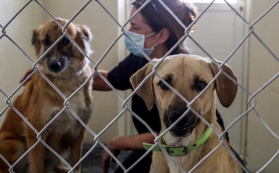 Sacrifican a perrito que dio positivo a Covid-19