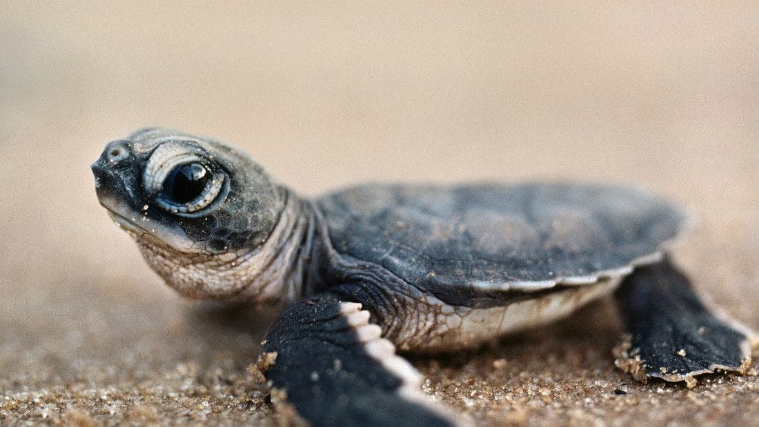 ¡Tortugas peligran en Akumal! Denuncian que están cayendo en albercas de la zona