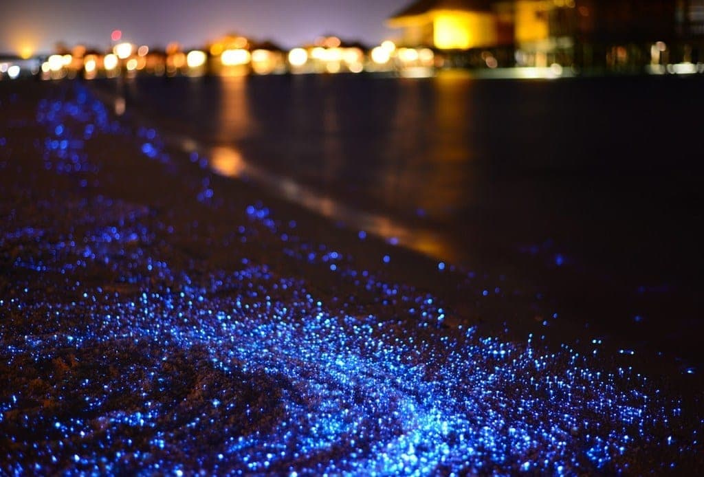 Conoce las fechas para disfrutar al máximo ¡la bioluminiscencia en playas mexicanas!