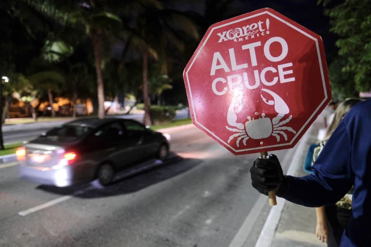 Invitan a cuidar al cangrejo azul en Cancún