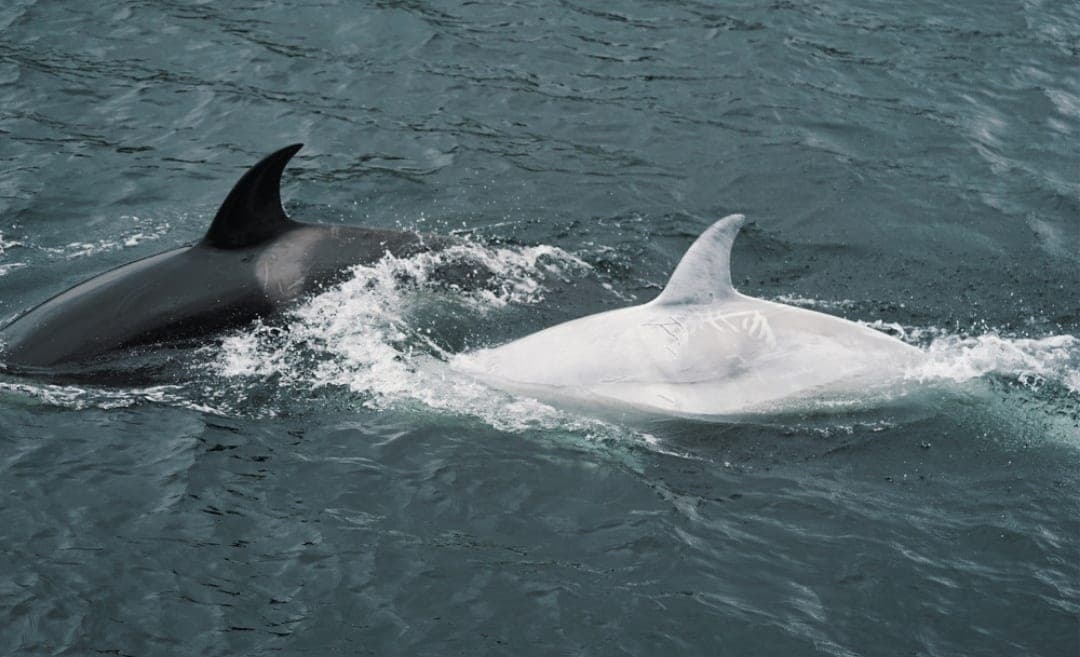Video: Captan turistas a una 'orca blanca' que ¡brilla debajo del agua!