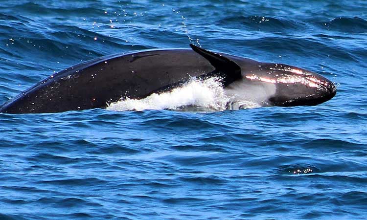Liberan a falsa orca atendida en Cozumel, tras 5 días en observación