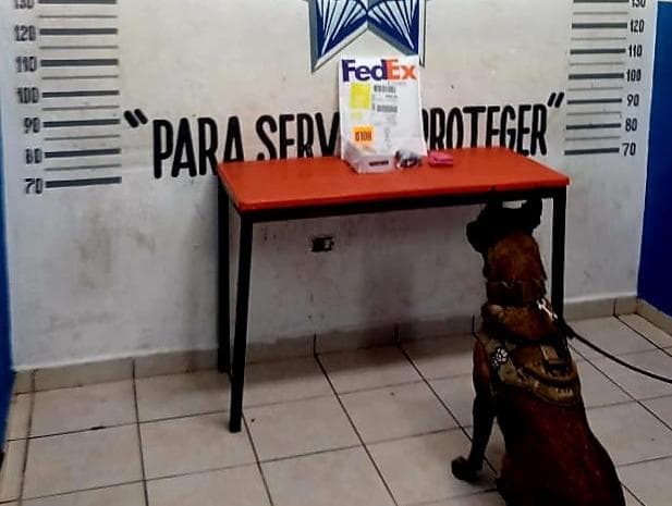 ¡Perros contra el narco! Detectan droga en Playa del Carmen