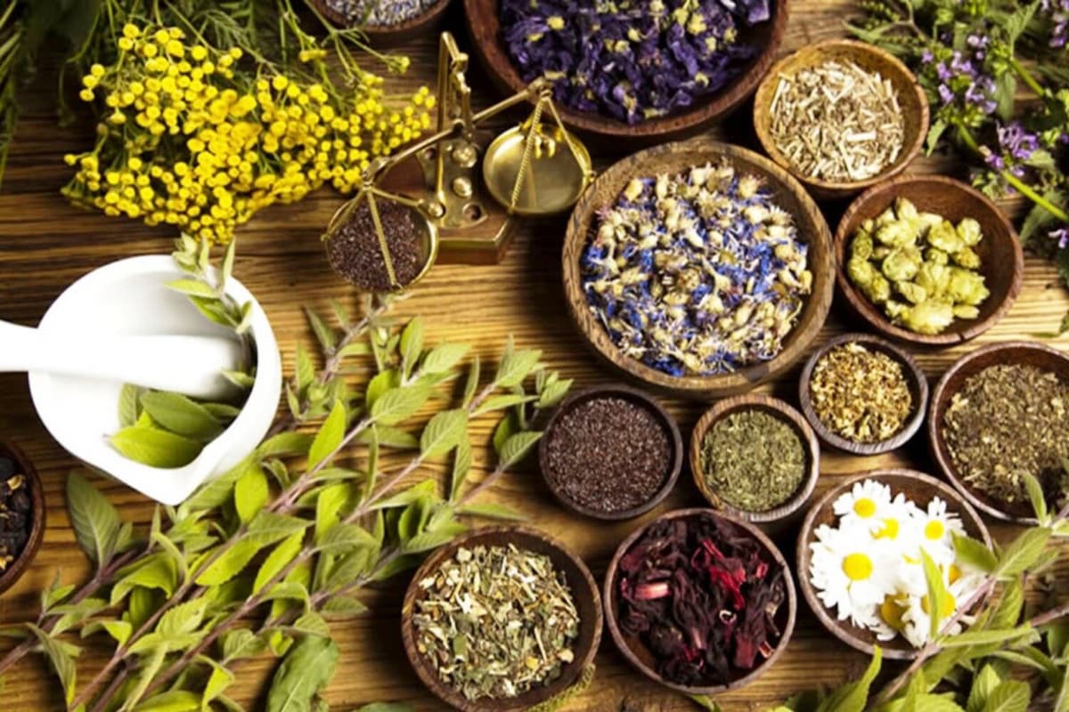 Aprende lengua, herbolaria y cultura maya virtualmente desde Playa del Carmen