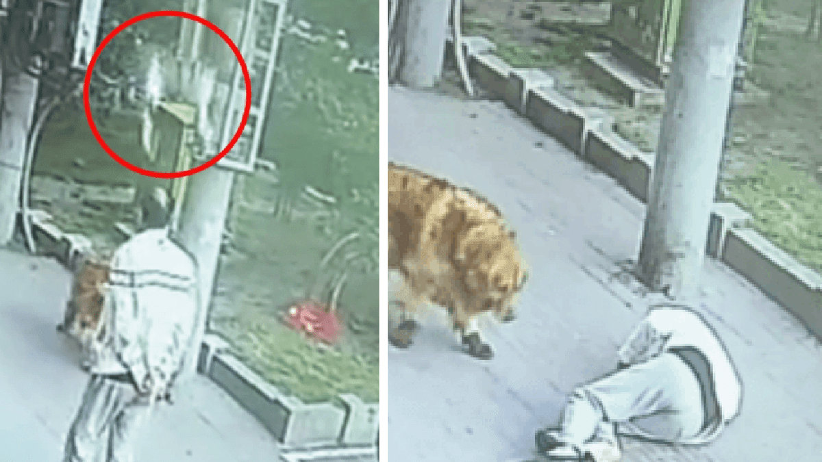 Video: Gato noquea a un anciano al golpearlo en la cabeza; le cayó del cielo