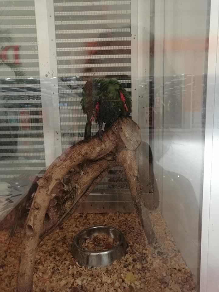Tienda "Exotik" una vez más en el ojo del huracán por posible maltrato animal