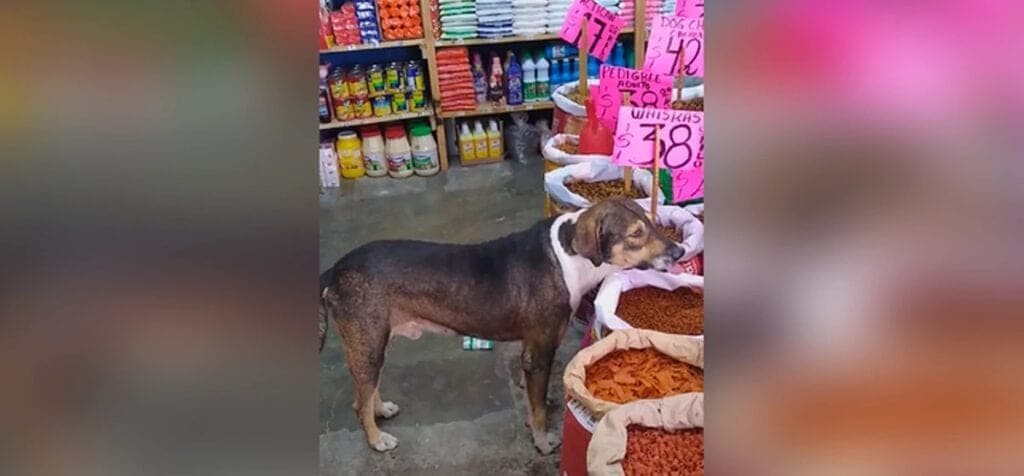 Deja que perrito callejero coma croquetas en su tienda y se viraliza