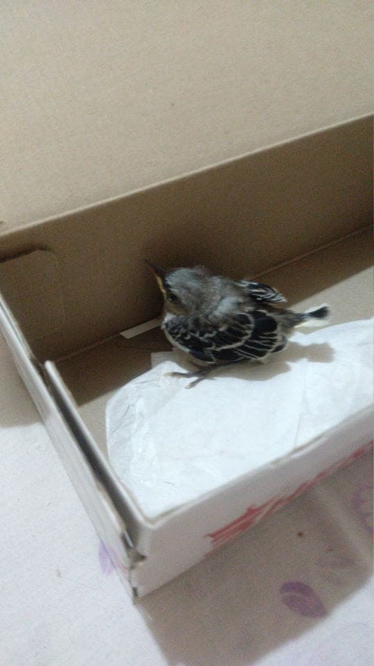 Joven se encuentra cenzontle tirado en Cancún ¿Pero qué se hace en casos así?