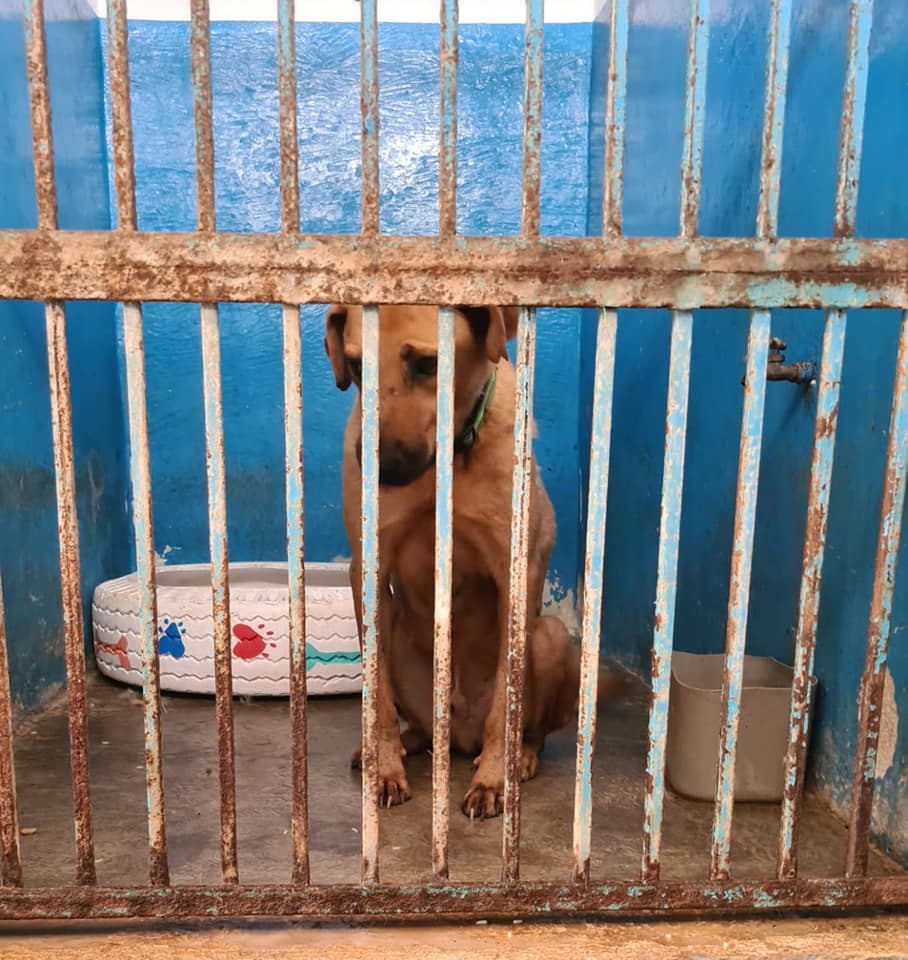 Playenses invitan a unir fuerzas y ser parte de Voluntarios Perrunos