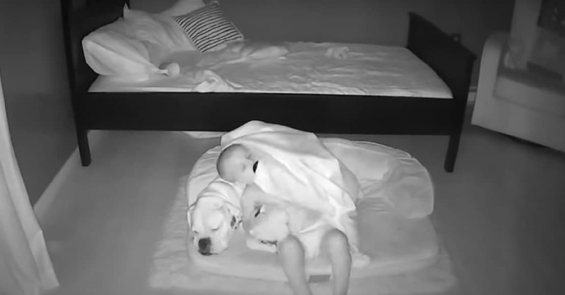 Video: Bebé se baja de la cama para dormir con su perro