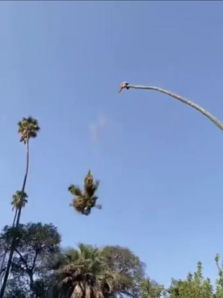 VIDEO: Trepa una palmera para cortar la copa y casi sale 'volando'