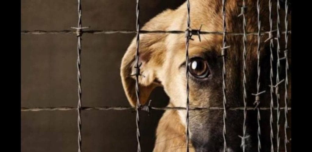 Proponen hasta 5 años de cárcel por maltrato animal en México